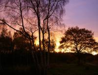 Epsom Common, Surrey