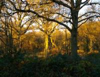 Epsom Common, Surrey