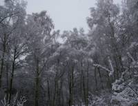 Epsom Common, Surrey