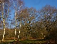 Epsom Common, Surrey