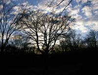 Epsom Common, Surrey